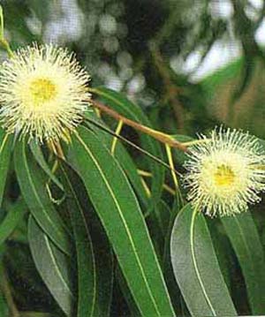 معرفی و راهنمای پرورش درختان زینتی - اکالیپتوس